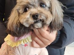 -帕帕拉兹宠物(亚洲旗舰店)