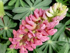 -桂林市花鸟市场