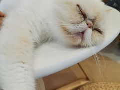 -Heymao猫咖.咖啡厅(东门店)