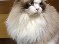 -滚猫咖啡·猫咖·猫友好撸猫(未来城店)