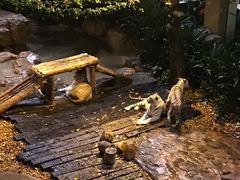 -麒麟中餐厅·经典粤菜·地道菜式老字号(广州长隆酒店)