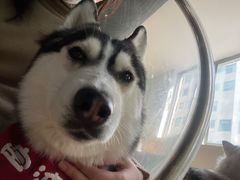 -Husky Go! 哈士奇体验馆·宠物咖啡厅狗咖