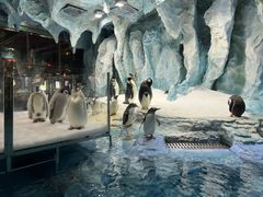 -帝企鹅自助餐厅•儿童岛•真企鹅(长隆企鹅酒店)