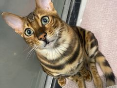 -喵zoo家庭繁育猫舍(尖东智能花园店)