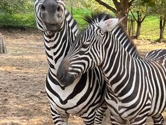 -北京野生动物园