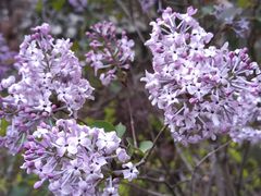 -海棠花溪(元大都城垣遗址公园)