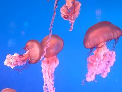 -太平洋海底世界