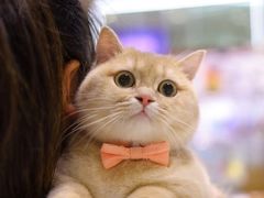-momokira米努特·德文卷毛猫·棉花面纱犬