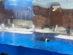 -海合安成都极地海洋公园