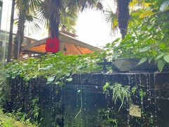 -野蔓果·山野菜(西湖景区·龙井茶田店)