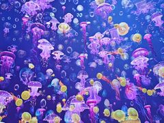 -海合安青岛极地海洋公园