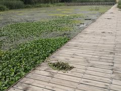 -长白岛森林公园