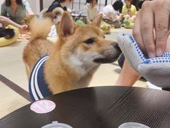 -逗柴咖啡屋·狗咖猫咖宠物桌游