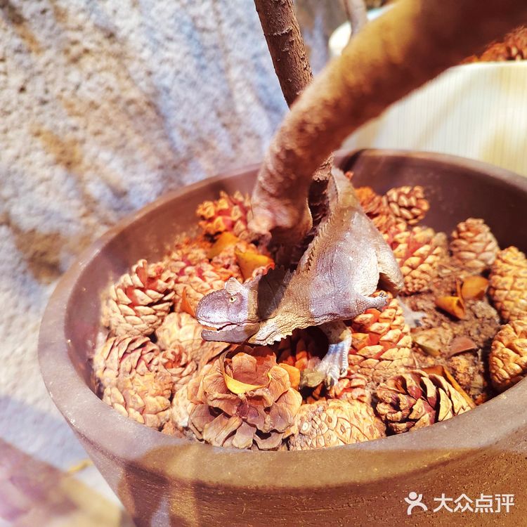 很有温度的一家小店，感觉进了植物馆了