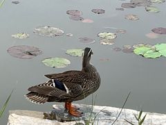 -天津水上公园