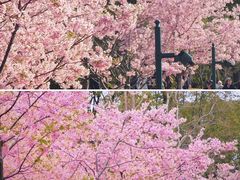 -新江湾城公园