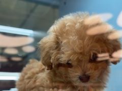 -FAELING PETS美天灵宠物(合生汇店)