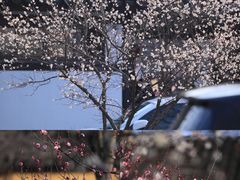 -香雪海