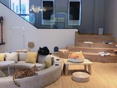 -啵啵喵·猫咖(攀华国际店)
