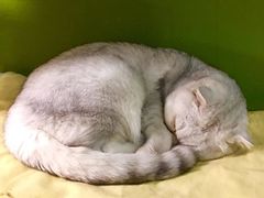 -猫猫幼稚园·撸猫·桌游·电玩