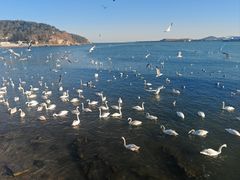 -烟墩角天鹅湖