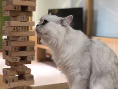 -猫和宫(六道口店)