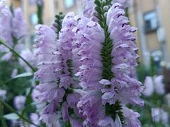 -长春公园(普阳街道)