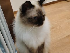 -1013 PET SHOP精品宠物商店(丁香店)
