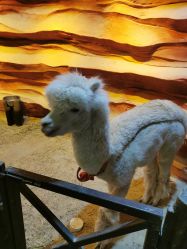 -酷嗒动物文化乐园(cutezoo西溪乐天城店)