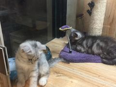 -八公叔叔宠物美容连锁(春申店)