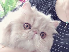-宠爱国际动物医院· 猫科· 外科·中兽医(长白店)