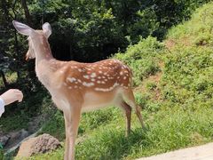 -大连森林动物园