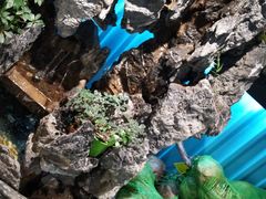 -东椰·海南椰子鸡火锅(朝阳门店)