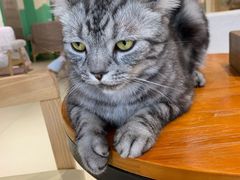 -藏猫猫咖啡主题馆(中央大道店)