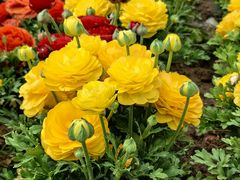 -郑州中国绿化博览园