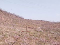 -河口景区