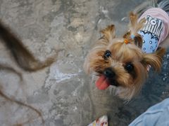 -百好乐宠物友好餐厅(朝外大街店)