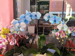 -越秀西湖花市(广州城市广场花卉店)