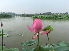 -白洋淀景区