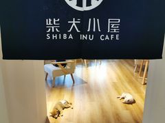 -柴犬小屋·柴餐厅·狗咖食堂(金鼎广场店)