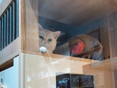 -老吴的猫·猫舍(新区店)