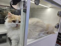 -小猫来了·猫舍(红山六九七九店)