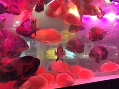 -中环花鸟鱼虫市场