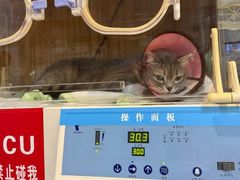 -御宝贝·A梦猫科宠物医院(国际猫友好医院)
