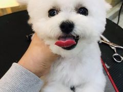 -momokira米努特·德文卷毛猫·棉花面纱犬