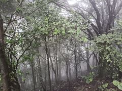 -梧桐山风景名胜区