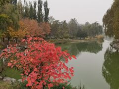 -大兴滨河森林公园