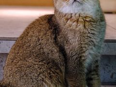 -飞行喵MR PILOT|猫舍·猫咖(静安大融城店)