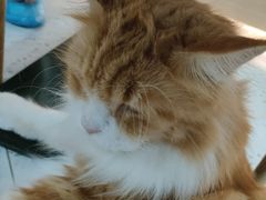 -喵园·猫主题咖啡厅·撸猫·猫咖(国贸店)