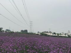 -紫颐香薰山谷景区